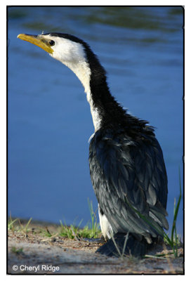 little pied cormorant