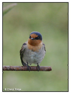 3940 - Welcome Swallow - Werribee