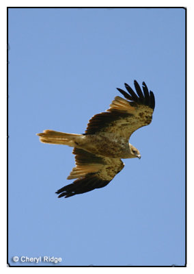 4014 - Whistling Kite - Werribee