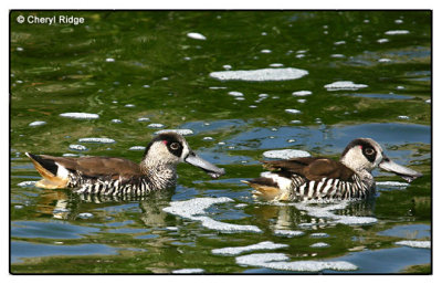 4054 Pink eared Ducks - Werribee