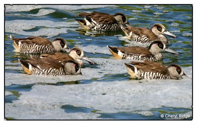 4062 - Pink eared Ducks - Werribee