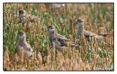 4112  Sharp-tailed Sandpiper - Werribee