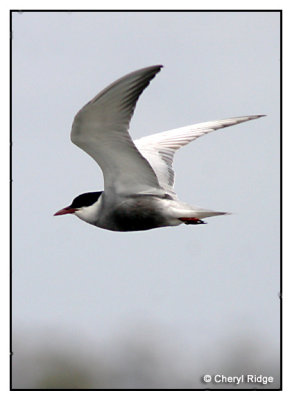 4127 - Tern - Werribee