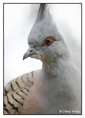 4142 - Crested Pigeon - Lara