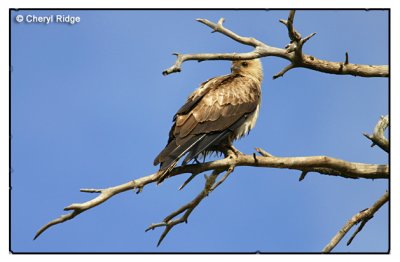 4173 - Whistling Kite