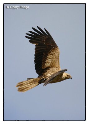 4175 - Whistling Kite