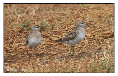 4374  Sharp-tailed Sandpiper - Werribee