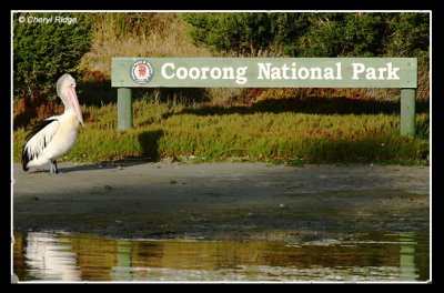 5518-coorong-national-park