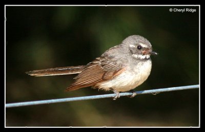 9639-grey-fantail