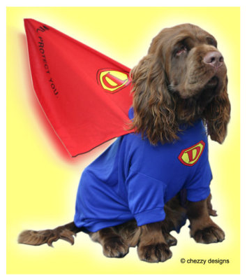 superdog - sussex spaniel