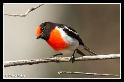 0169 Red-capped Robin (male)