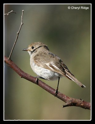 6736 Red-capped Robin (female)