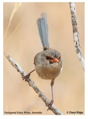 6973 variegated fairy wren female