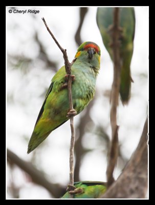 6823 purple crowned lorikeets