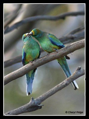 6094-mulga-parrots