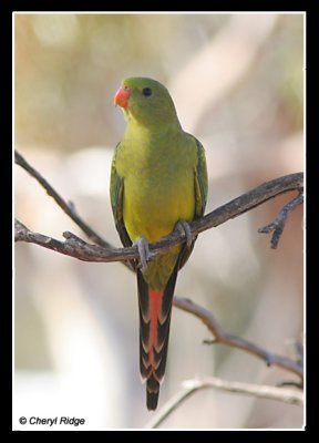 8555-regent-parrot