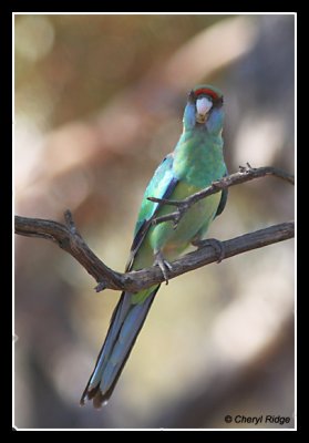 8564-mallee-ringneck-parrot