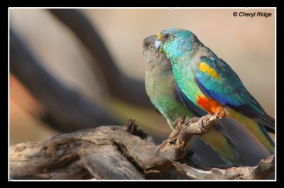 8602-mulga-parrots