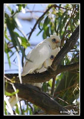 6310-little-corellas