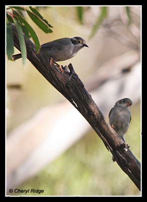 8955-brown-headed-honeyeaters