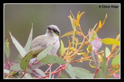 6898-singing-honeyeater