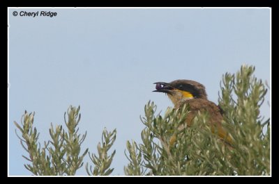 7642-singing-honeyeater