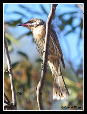 8309- spiny cheeked honeyeater