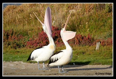 7392-pelicans