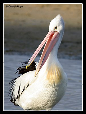 7430-pelican
