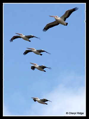 7865-pelicans