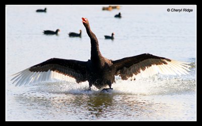 7535-black-swan