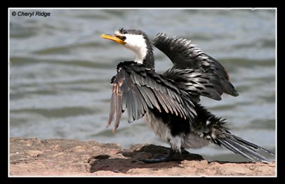 7921-little pied cormorant