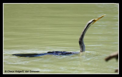 6316-darter-swimming