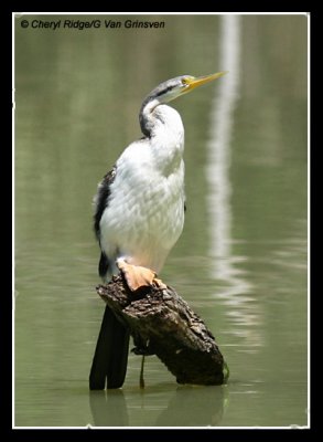 6345-darter