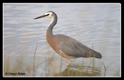 7371-white-faced-heron