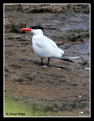 7889-Caspian tern