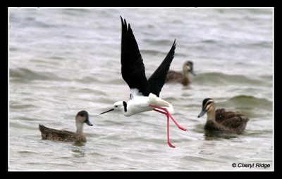 7570-black-winged-stilt