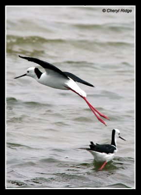 7582-black-winged-stilt