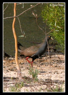 9269-black-tailed-native-hen-hattah