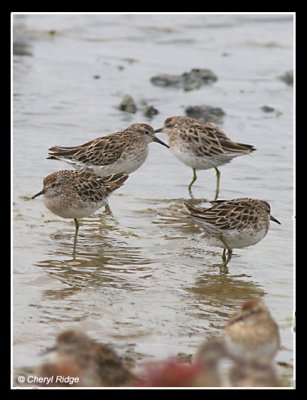 7597-sandpipers