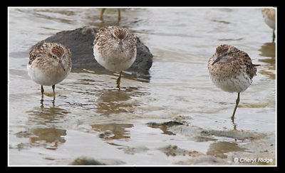 7606-sandpipers