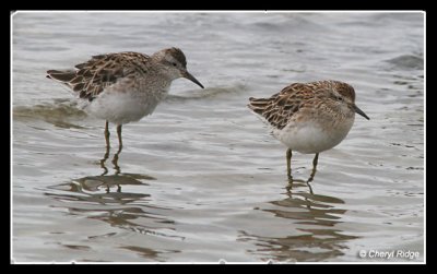 7612-sandpipers