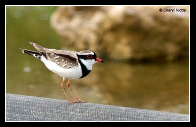 5484-black-fronted-dotterel