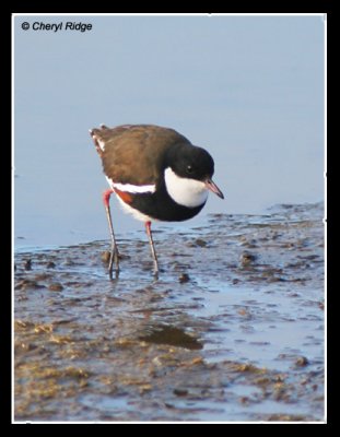 7516-red-kneed-dotterel