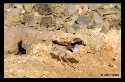 7527-black-fronted-dotterel-young