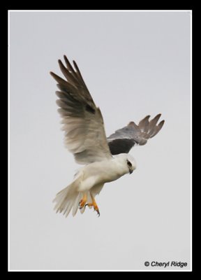 7259-black-shouldered-kite