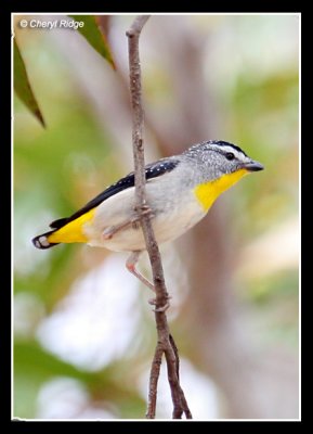 7073-spotted-pardalote