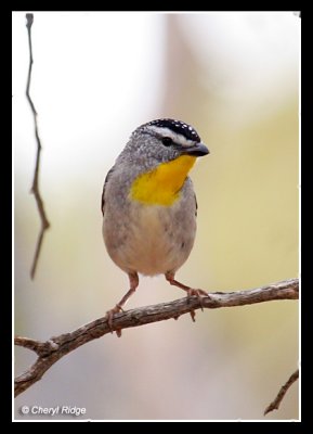7079-spotted-pardalote