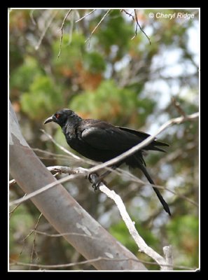 5379-white-winged-chough
