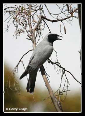 6358-black-faced-cuckoo-shrike